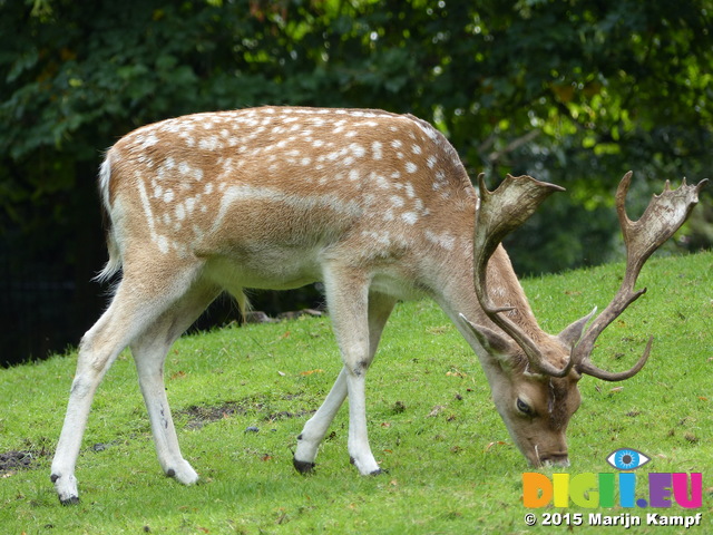 FZ020035 Fallow deer (Dama dama)